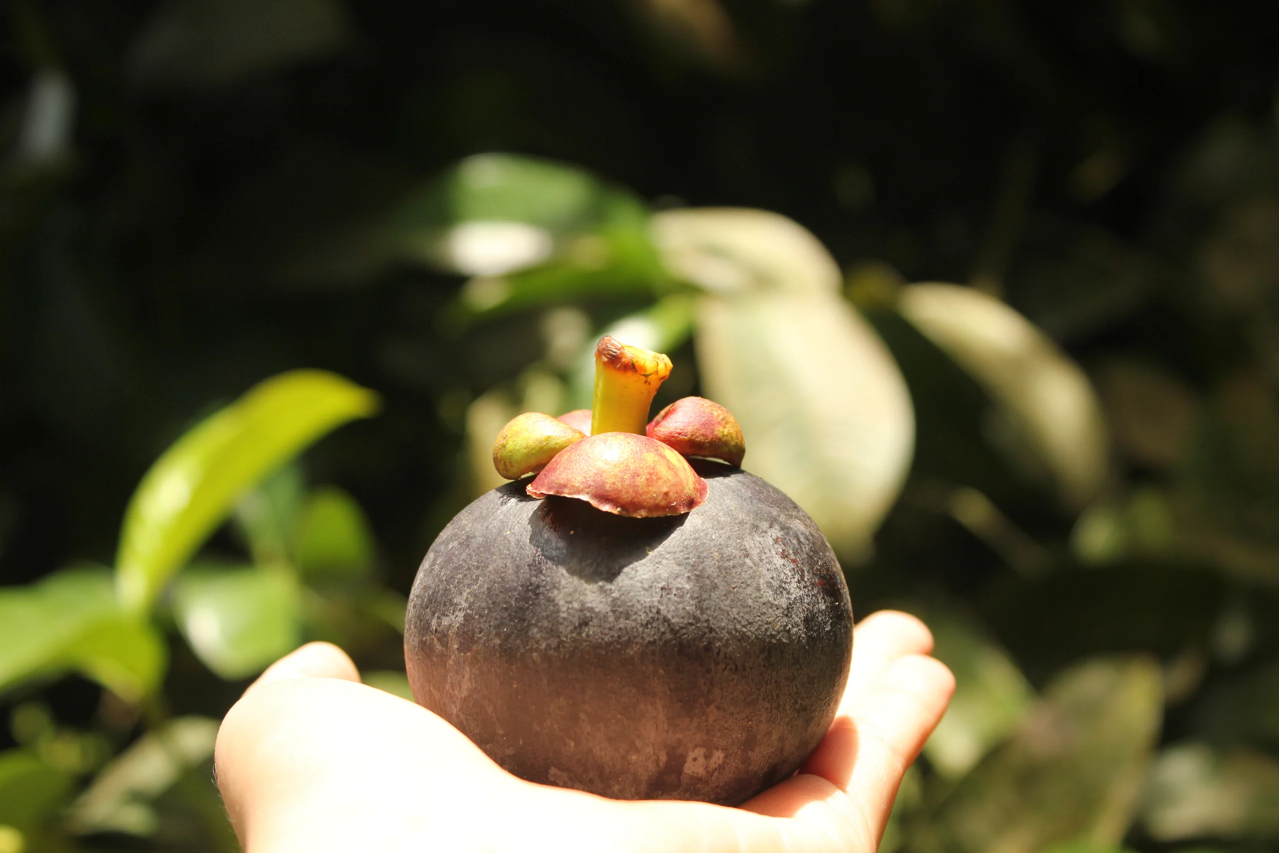 Producción
