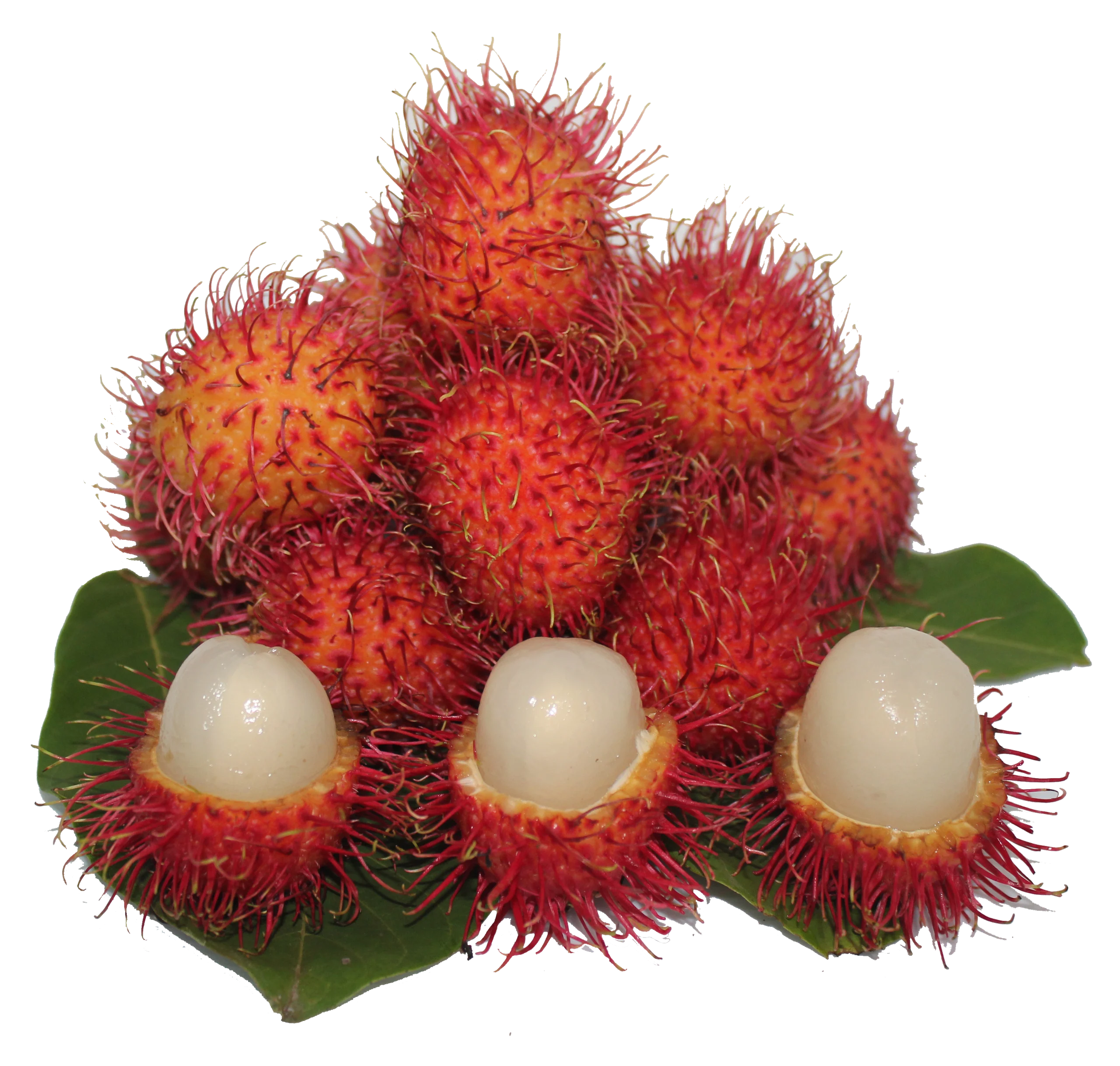 Rambután