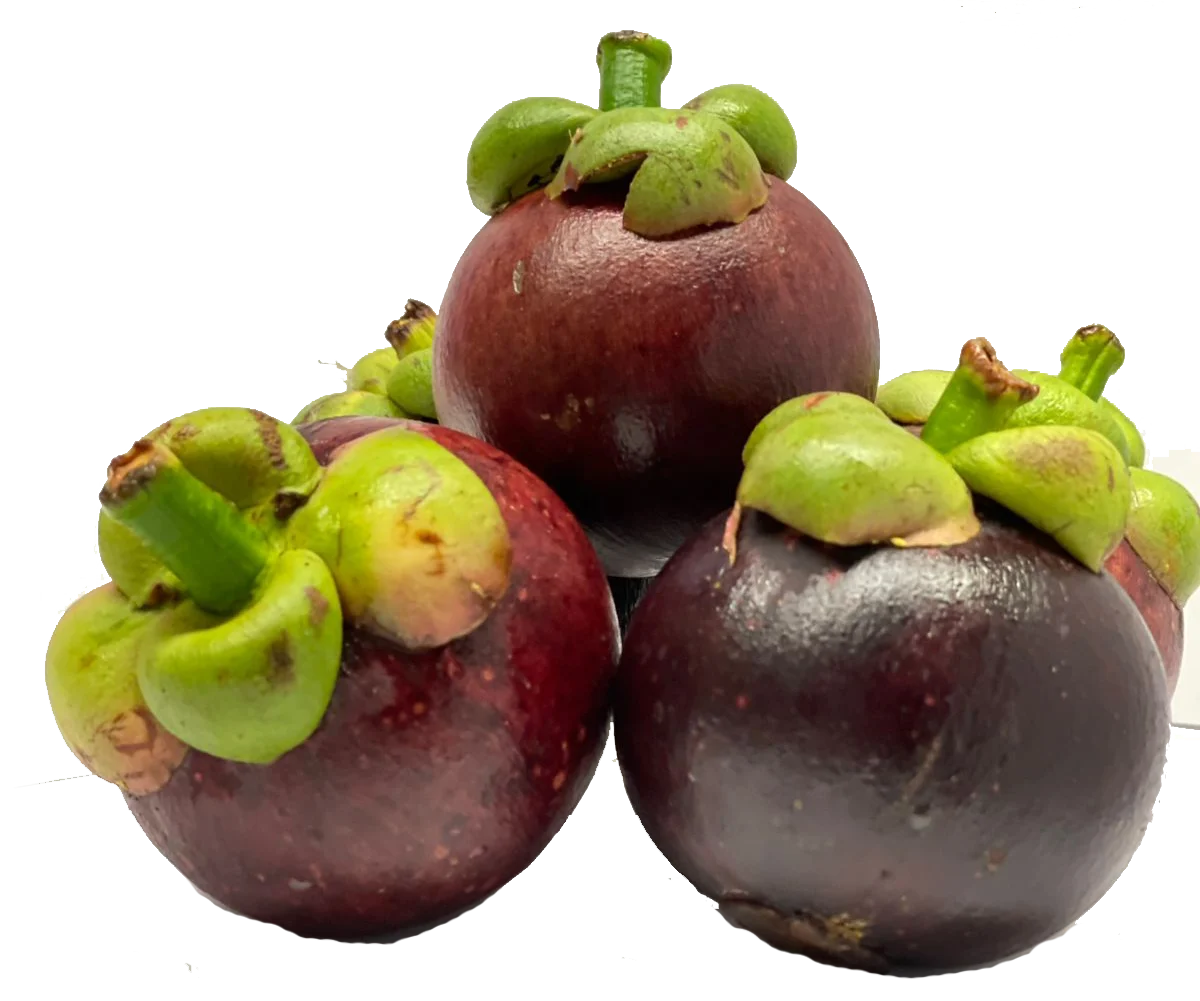 Mangostán