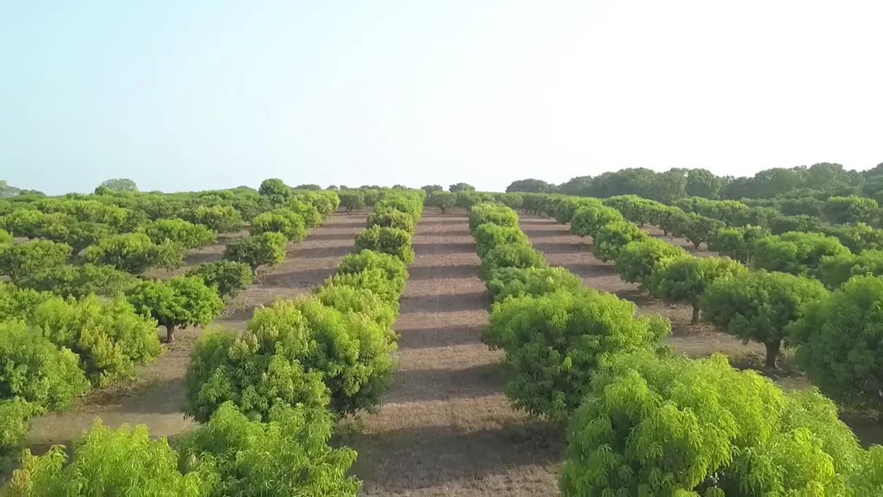 Manejo de huertas